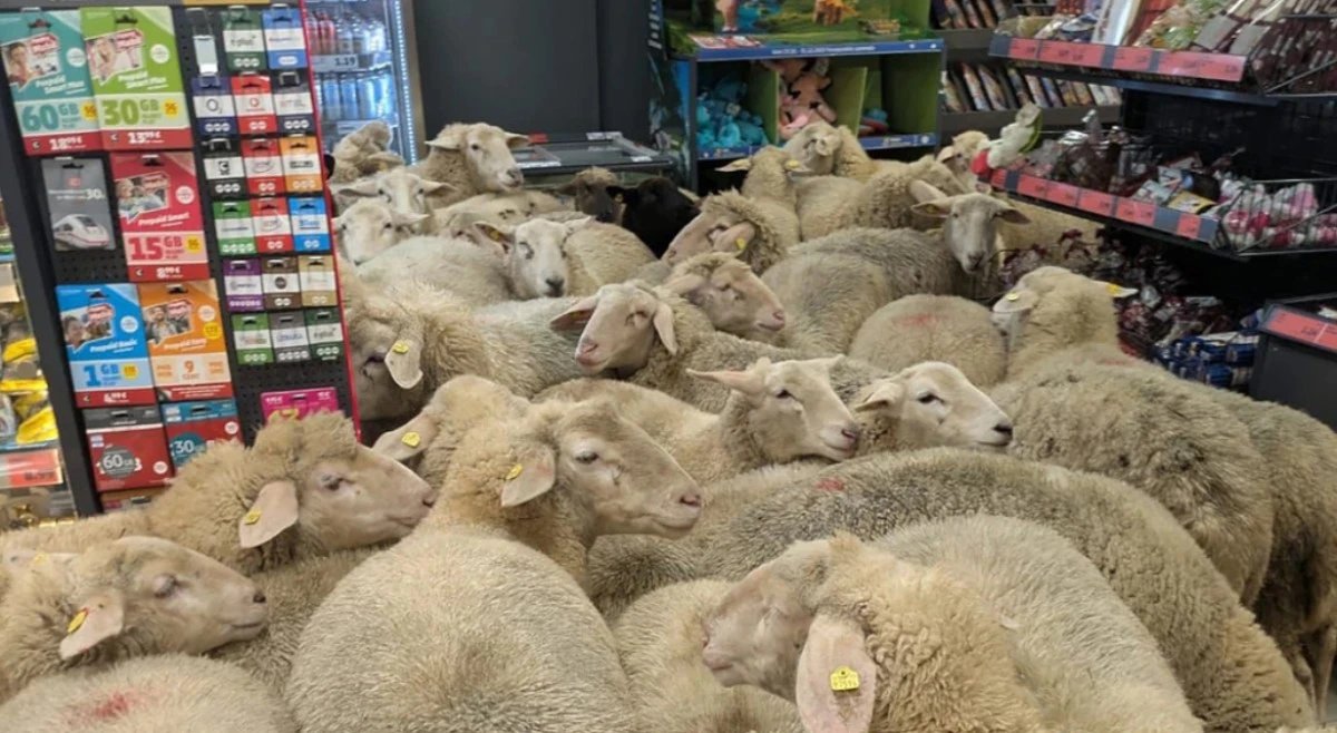 BAVYERA&rsquo;DA AKIL ALMAZ OLAY:  KOYUNLAR PENNY&rsquo;YE GİRDİ